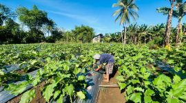 Foto: Kebun tani Desa Sosowomo