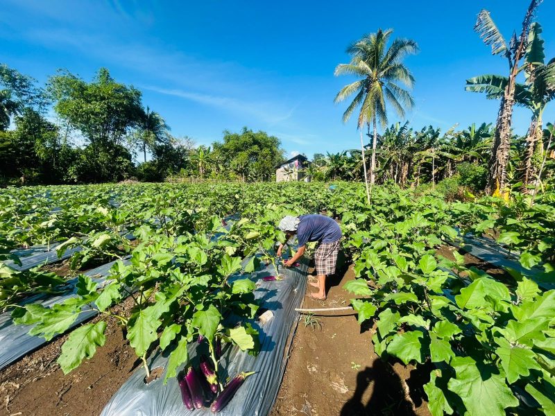Foto: Kebun tani Desa Sosowomo