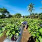 Foto: Kebun tani Desa Sosowomo